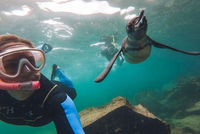 Pingüino snorkel